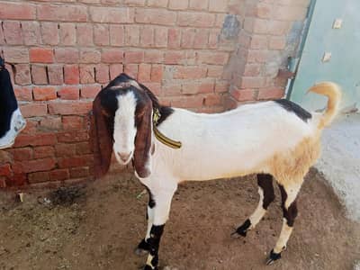 bakra Eid kurbani par lag ga
