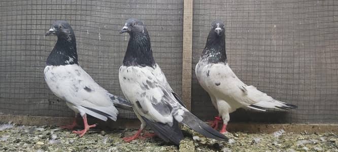 Lakhy goldan taddi kasoori mix kabotar for sale.