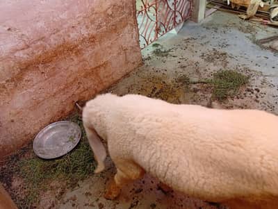 Sheep  sale
