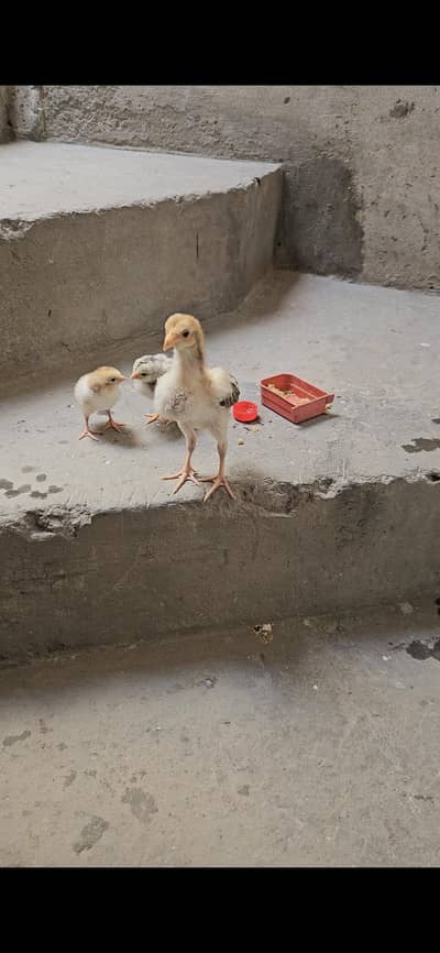 aseel chicks