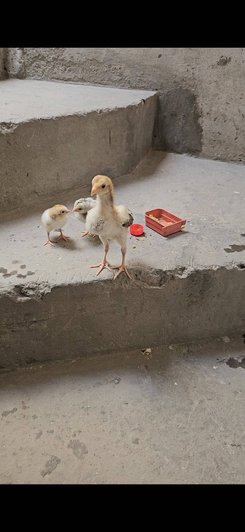 aseel chicks 0