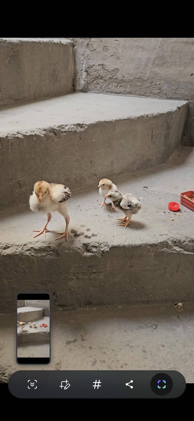 aseel chicks 2