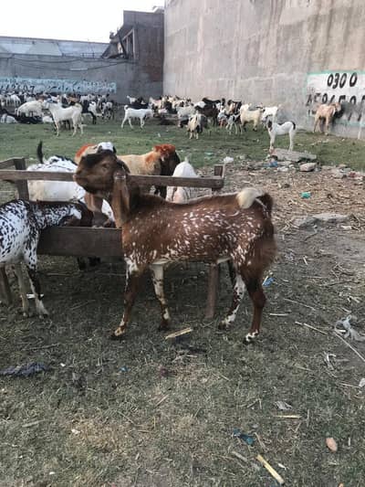 dasi bakre for sale for qurbani healthy and full active.