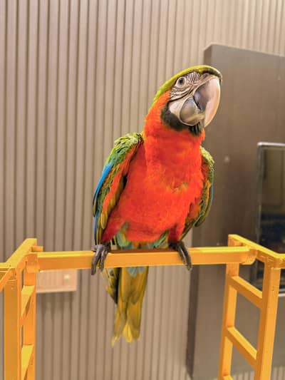Blue gold macaw harley quinn cockatoo chicks