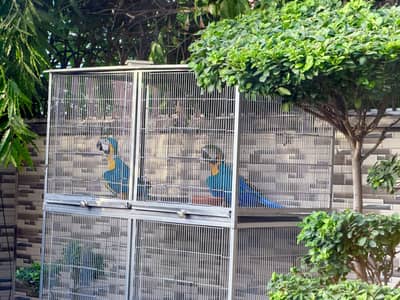 Blue gold macaw harley quinn cockatoo chicks