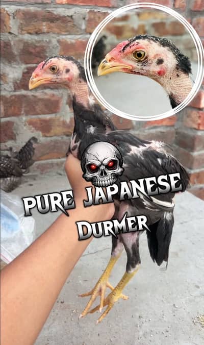 PURE JAPANESE DURMER DANGEROUS FOWLER