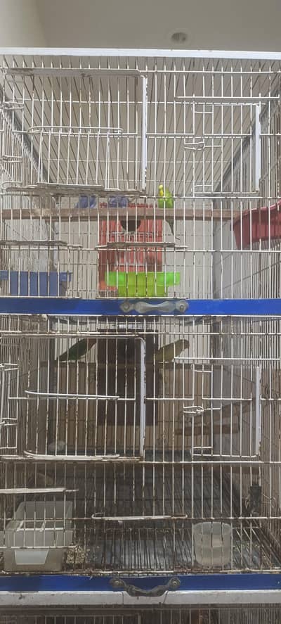Lovebirds complte setup