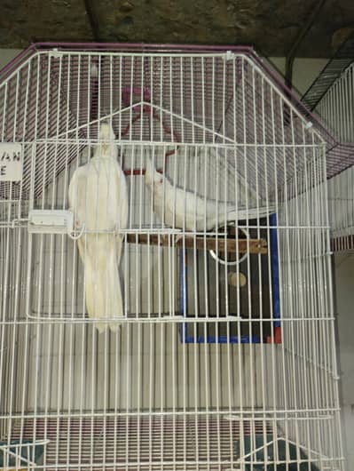 Eno and love bird with cage