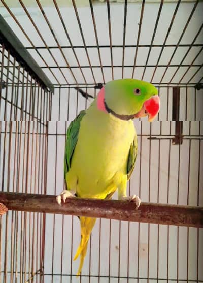 Raw Wild Male Available in Islamabad