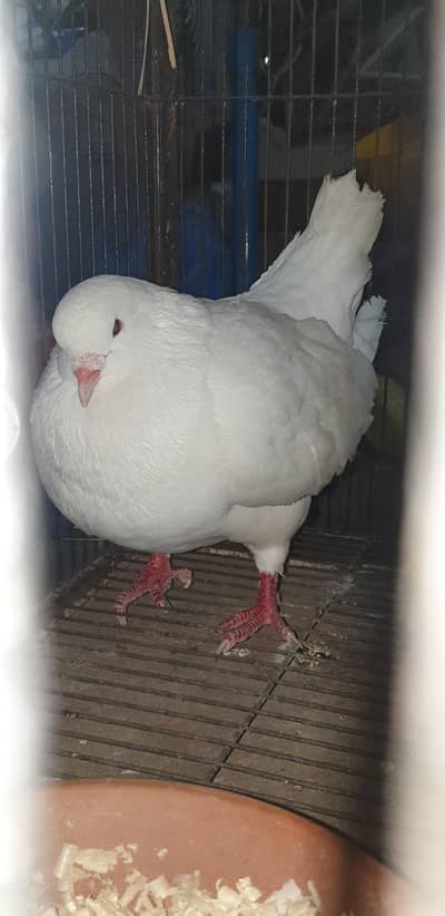 American show king male
