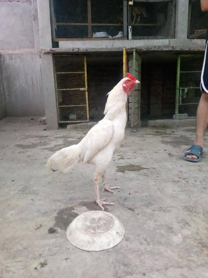 Aseel murga 0