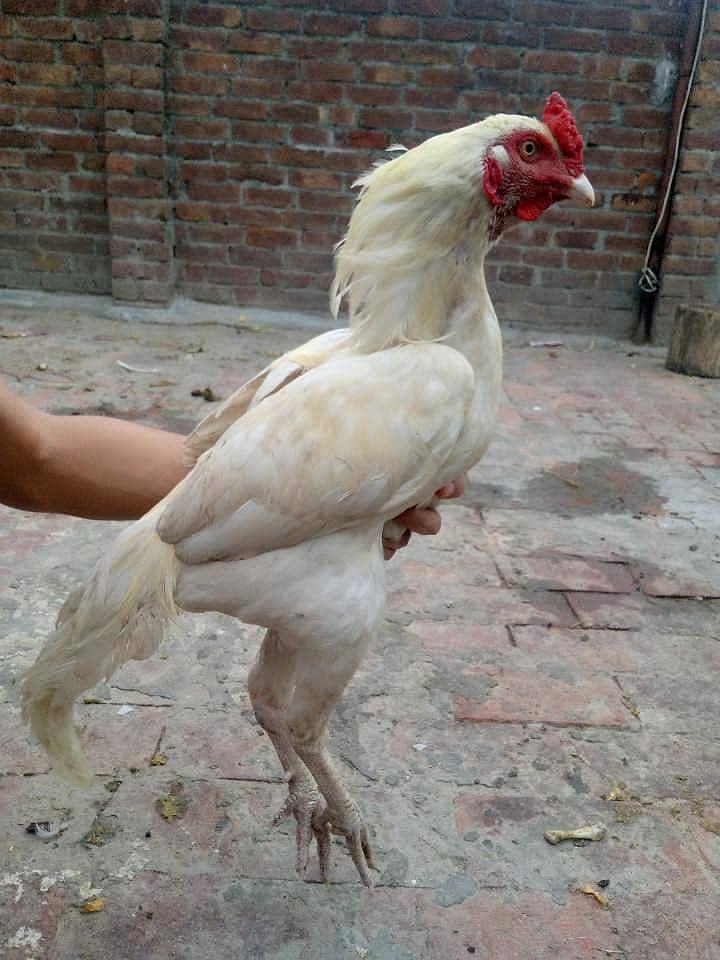 Aseel murga 1