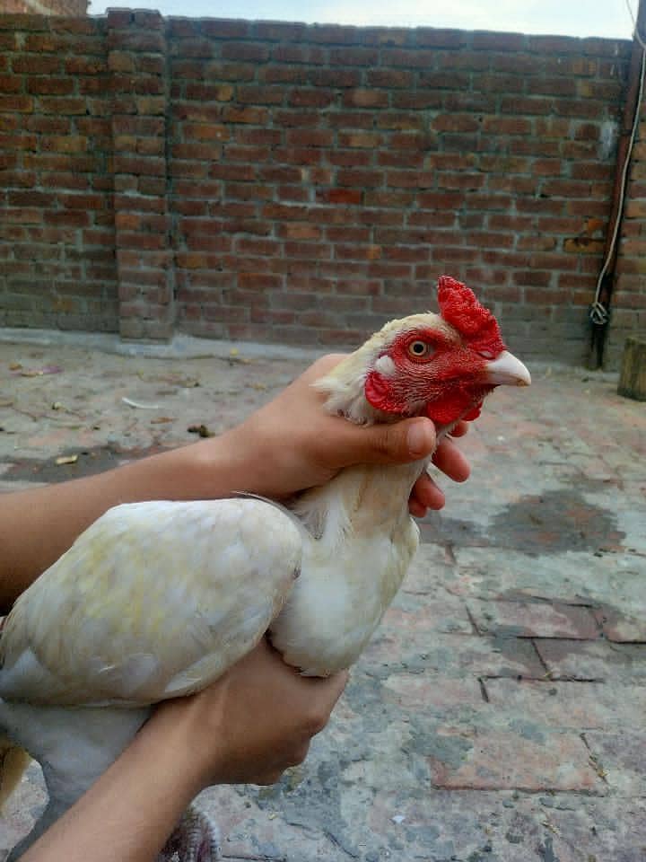 Aseel murga 2