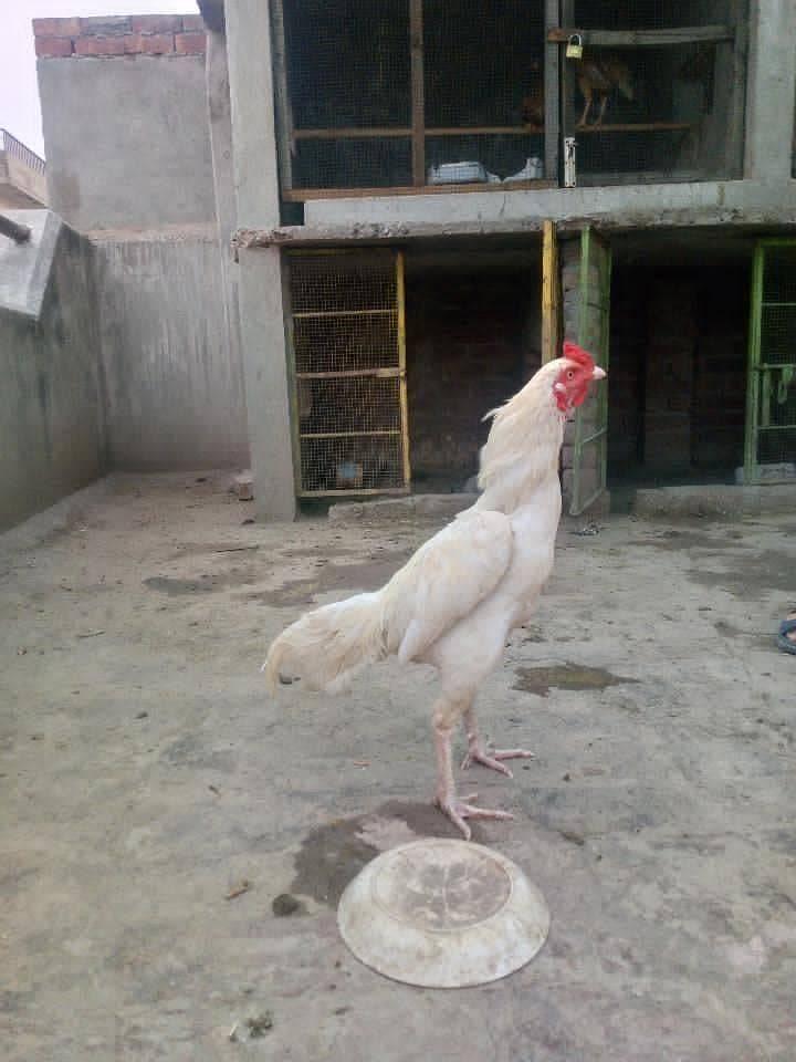 Aseel murga 3
