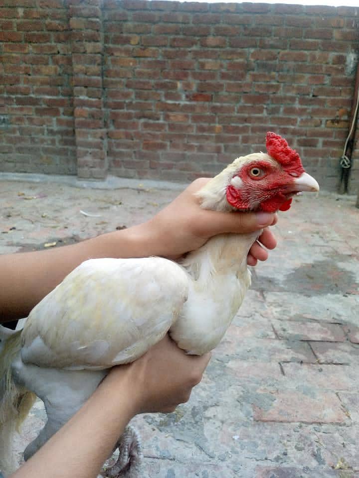 Aseel murga 5