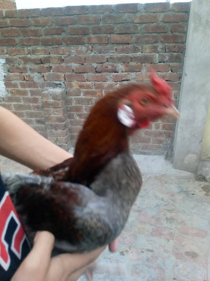 Aseel murga 7