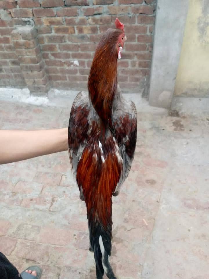 Aseel murga 8