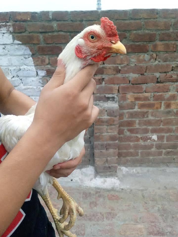 Aseel murga 9
