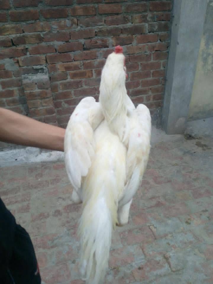 Aseel murga 10