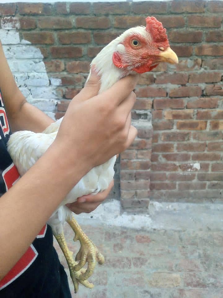 Aseel murga 11