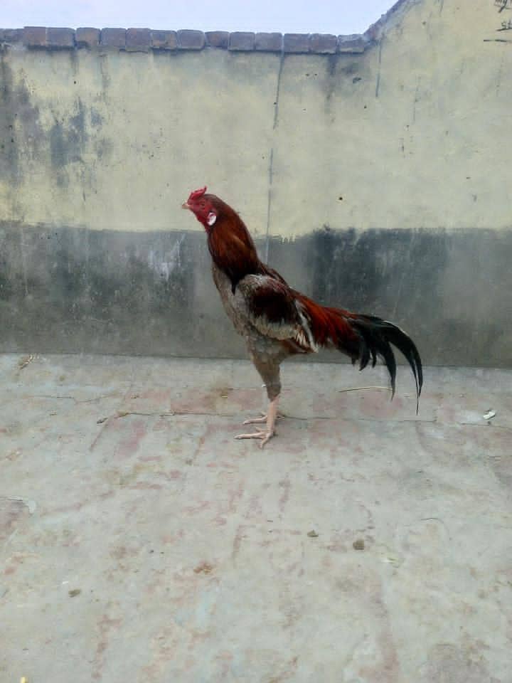 Aseel murga 13