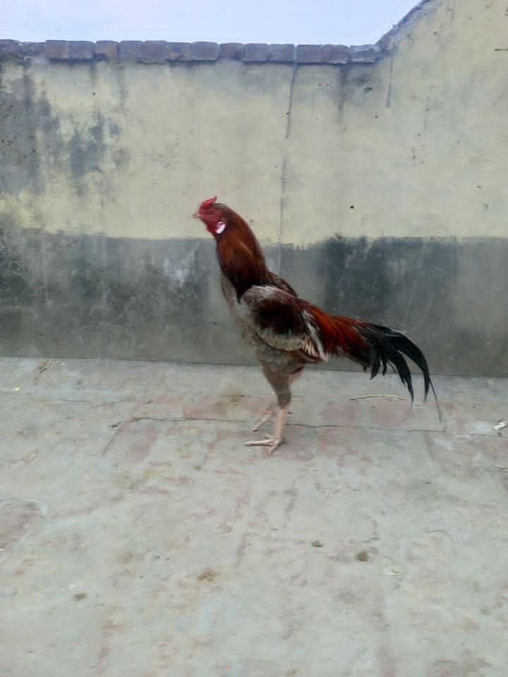 Aseel murga 14