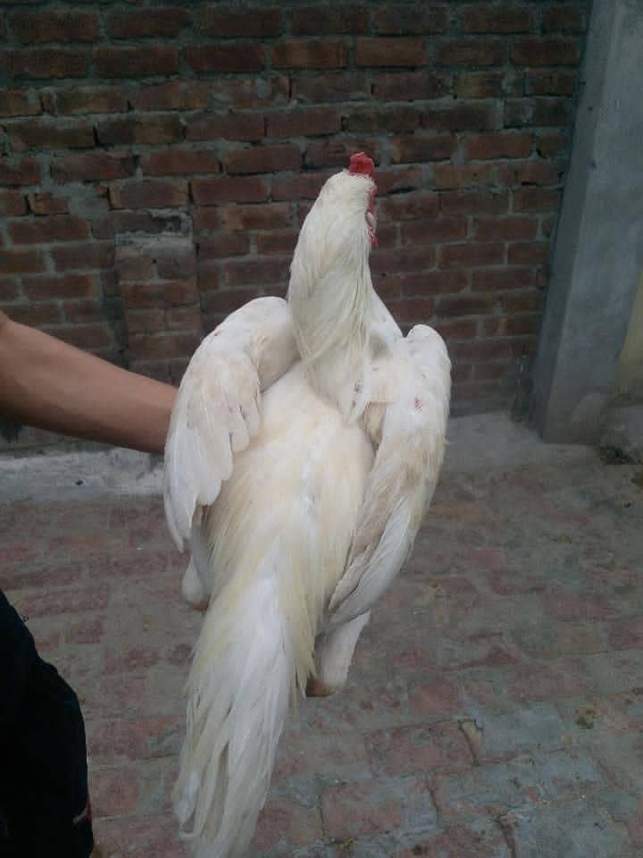 Aseel murga 16