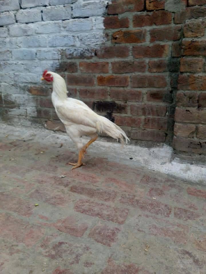 Aseel murga 18