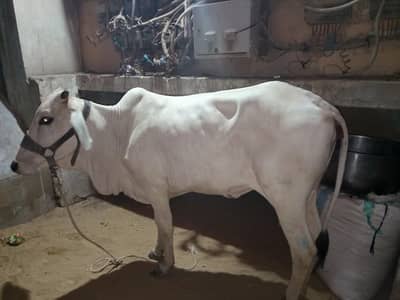 4 dant bachiya for sell full active
