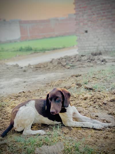 English poiter kross ha 5/6month ki ha bhoot achi ha shreef bhi ha