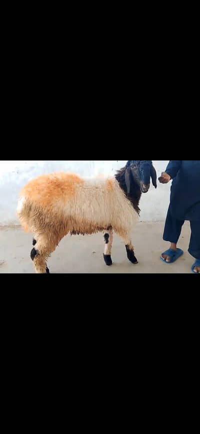 SALE QURBANI 2026 SHEEP