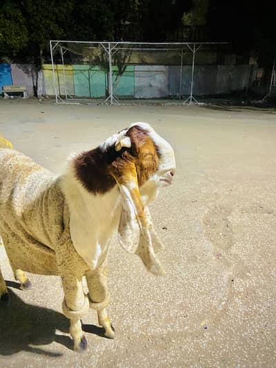 Kamori gulabi ki cross bakra breeder for sell urgent