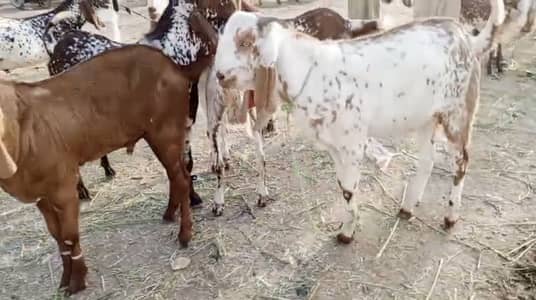 6 bakras urgent sale