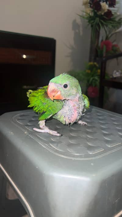 Raw perrot child