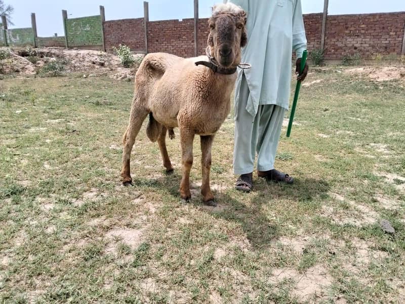 Bakra /Chatra/sheep 0