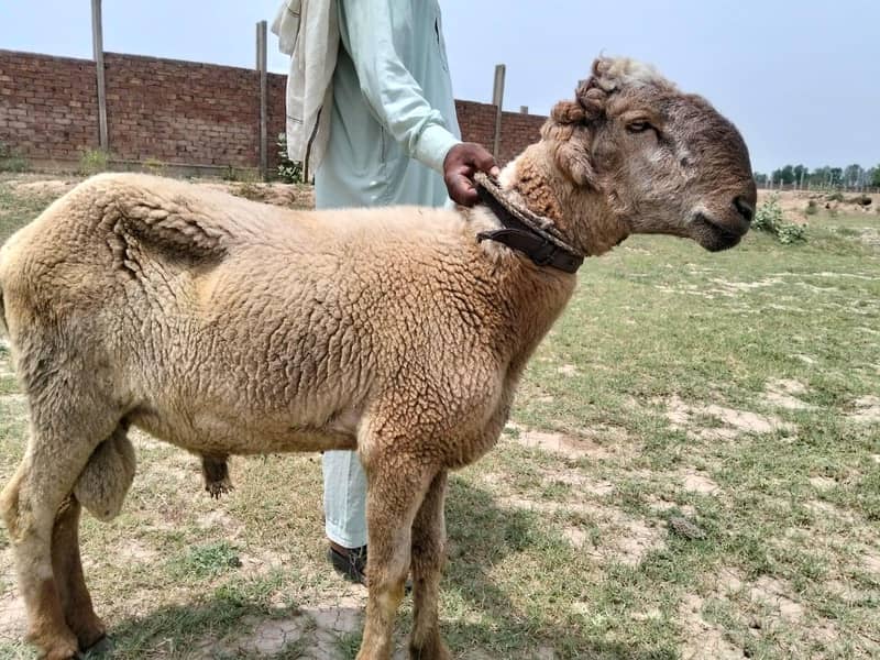 Bakra /Chatra/sheep 1