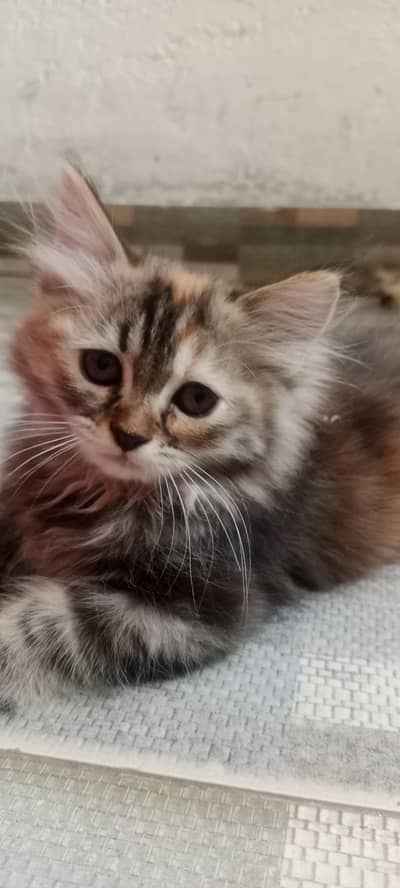 pair of Persian kittens