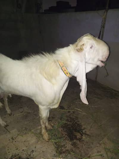 Gulabi breeder