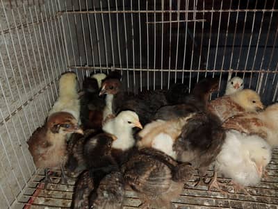 Golden Misri High Quality Chicks