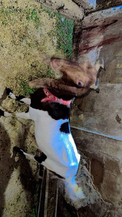 2 female bakri 1 male bacha