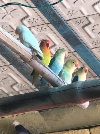 love bird