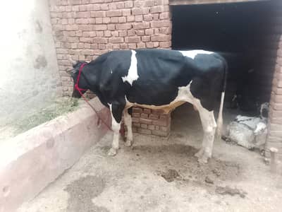 qurabi ke lye janwar for sale