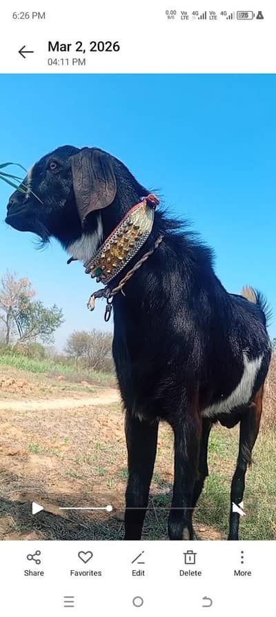 bakra