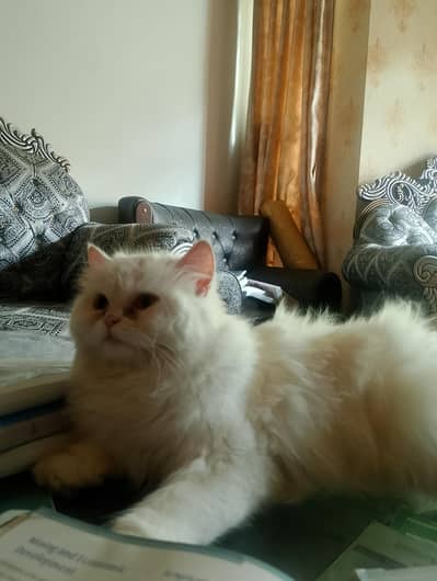 2 white Persian cats, white, fluffy, semi punch face, long coat