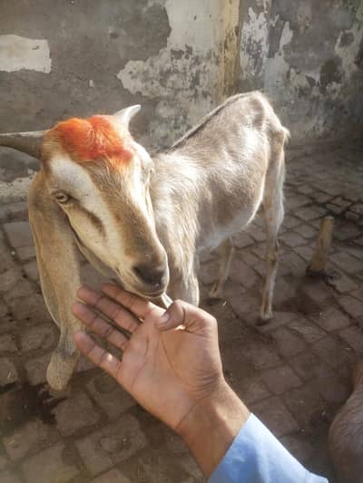 Goat, Buffalo, cow