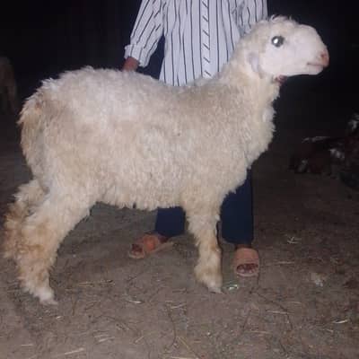 2 male sheeps far sale price 200000