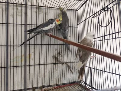 Cocktail and love birds active h