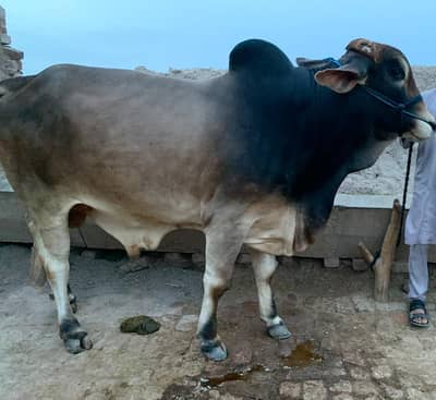 Brahman Bull Demand 10 Lacs