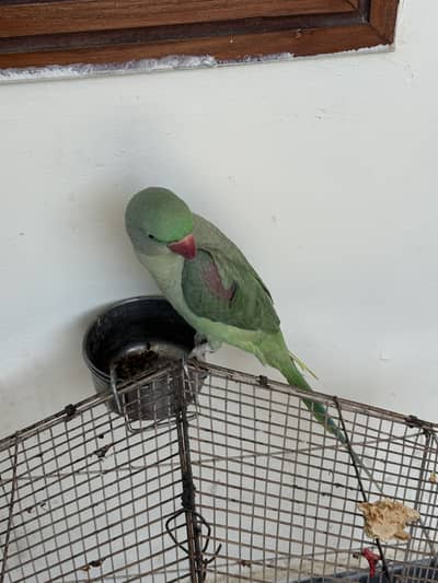 Buggies colony and raw parrot for sale