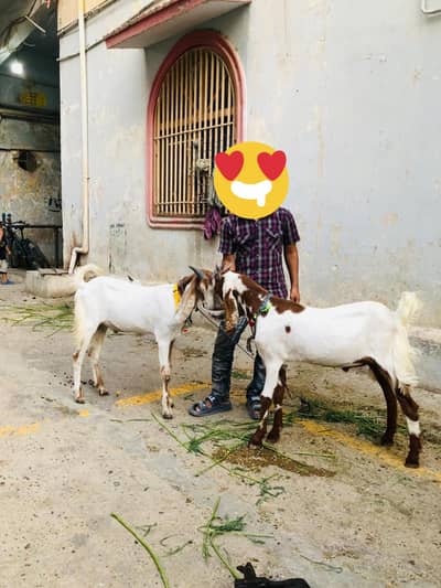 Bakre for sell 2 daat khyzi hain koi masla nahi hai 03188264599